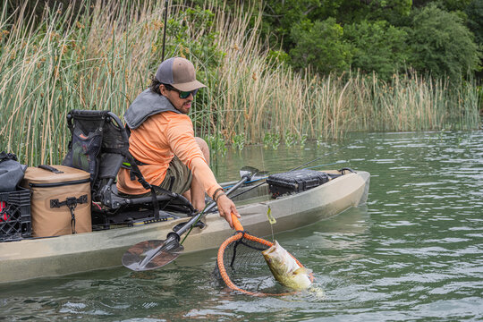 Kayak Angler Landing Bass with Net Among Lakeside Reeds