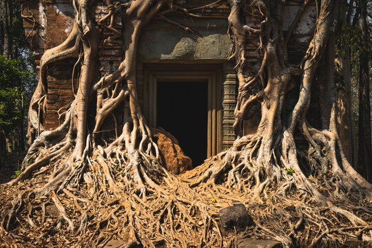stone and jungle merged in the same temple