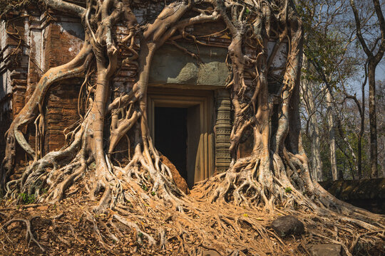 stone and jungle merged in the same temple