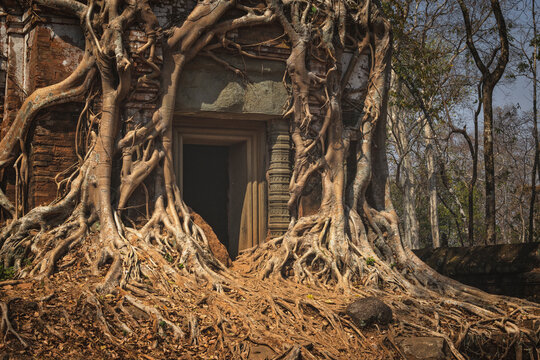 stone and jungle merged in the same temple