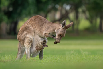 Eastern Grey Kangaroo - Macropus giganteus, large popular marsupial found in the eastern third of Australia, Queensland. © David