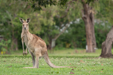 Eastern Grey Kangaroo - Macropus giganteus, large popular marsupial found in the eastern third of Australia, Queensland. © David