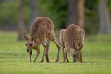 Eastern Grey Kangaroo - Macropus giganteus, large popular marsupial found in the eastern third of Australia, Queensland. © David