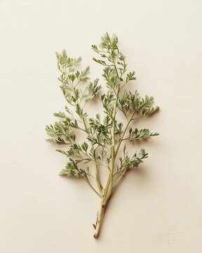 Galbanum plant Ferula with feathery leaves, aromatic ingredient in botanical style