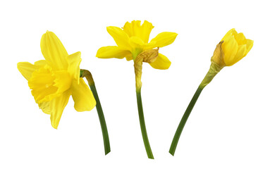 Set of yellow narcissus flowers and bud isolated on white or transparent background © Ortis