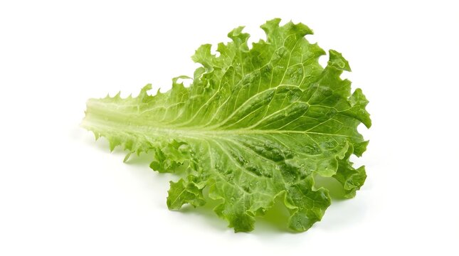 Fresh green lactuca leaf isolated on a white background