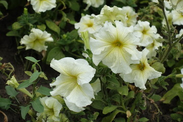 Close up of light yellow flowers petunias in June