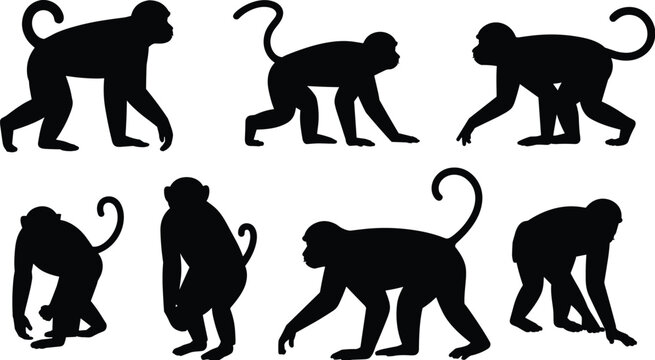 Black monkey silhouettes set featuring various primate species like chimpanzee and macaque in active poses including walking and sitting isolated on a clean white background