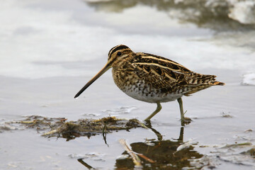 Close-up image of a woodcock.