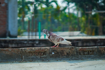 Obraz premium White Pigeon in Urban Wildlife Photography Scene