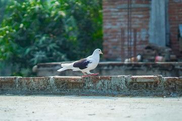 Fototapeta premium City Pigeon Relaxing in Soft Natural Lighting