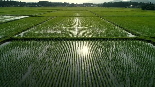 Rice Paddy Field with Reflection and Sunlight.