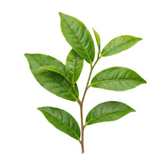 Obraz premium Fresh Green Tea Branch With Leaves Camellia Sinensis