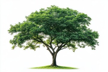 Obraz premium solitary broad green deciduous tree with wide spreading canopy on a small grassy mound, serene and peaceful mood