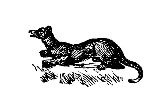 European polecat, a small carnivorous mammal with dark fur and masked face, showing detailed zoological illustration and wild mustelid characteristics, old vintage illustration, 1897.