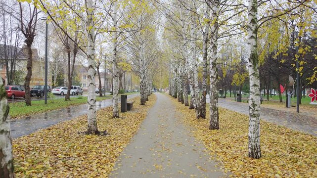 Quiet park path stretches forward surrounded by slender yellowing birches and soft autumn foliage. Calm seasonal atmosphere feels airy