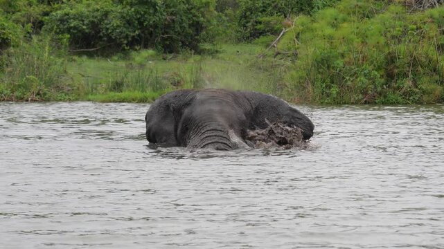 Adult african bush elephant submerging and emerging from tranquil river waters in natural habitat. Animal showcasing its immense size and powerful presence in wild. Elephant cools down in pond in heat