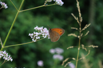 Obraz premium Close-up of Maniola jurtina butterfly on a white flower in the meadow. Also called Meadow brown butterfly