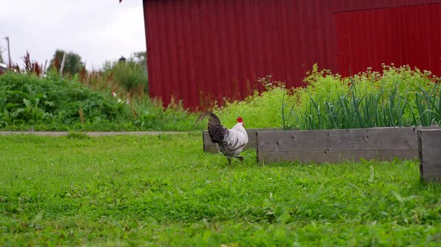Cockerel struts across green grass near a red barn at a farm venue in Sortland, Vester&aring;len, Northern Norway. Rustic countryside mood for agriculture and livestock use
