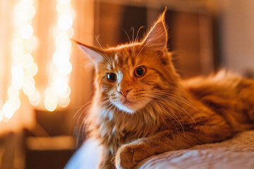 Cute ginger kitty surrounded by blurred lights