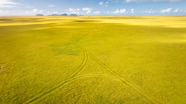 Aerial view of golden fields stretch to the horizon, tire tracks cutting through the vibrant landscape, Grindavik, Iceland.