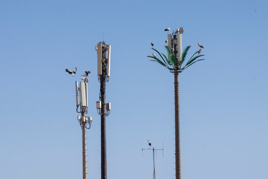 Storks perch on cell towers, one disguised as a palm tree, against a clear blue sky. Palais El Badi,Marrakech,Morocco