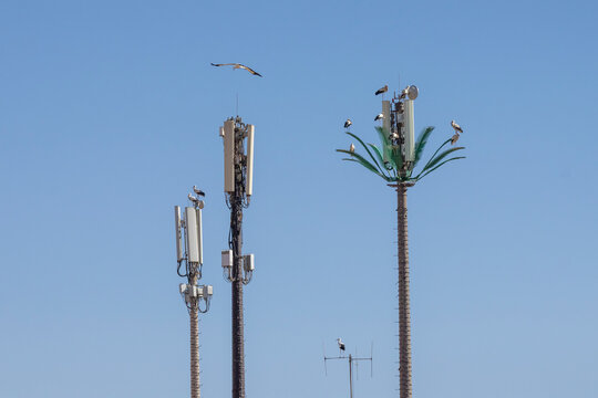 Storks perch on cell towers, one disguised as a palm tree, against a clear blue sky. Palais El Badi,Marrakech,Morocco