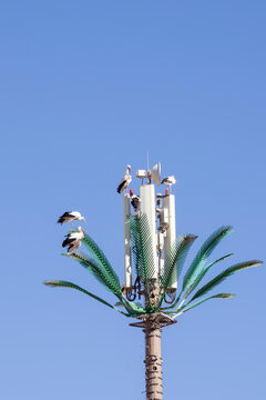 Storks perch on a cell tower disguised as a palm tree against a clear blue sky. Palais El Badi,Marrakech,Morocco