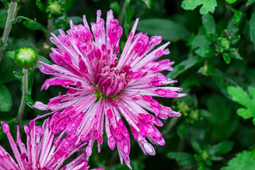 Fototapeta premium chrysanthemum with raindrops or dew. on a blurred background with bokeh. macro photo of a flower. screensaver. free space. close-up.