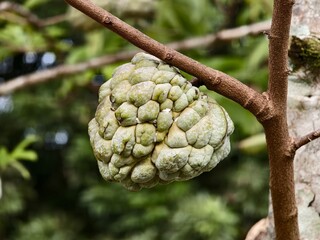 srikaya or Annona squamosa fruit with blurred background