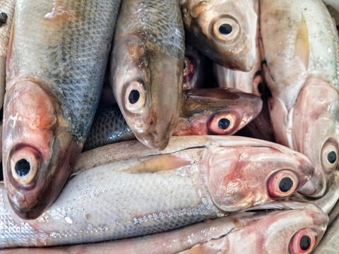 High angle close up of fresh milkfish pile, silver raw fish in traditional market, healthy seafood protein source. Fresh raw milkfish or Chanos chanos at local seafood market.