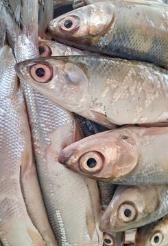 Fresh raw milkfish or Chanos chanos at local seafood market, healthy seafood protein source.