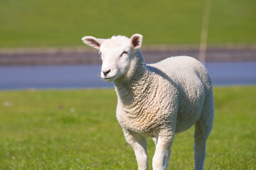 Isolated close-up of a happy dike sheep baby on natural background
