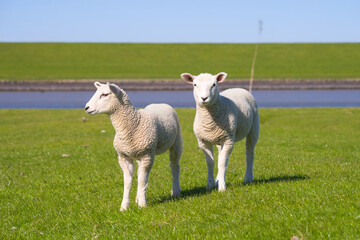 Wide shot of two dike sheep babies on natural background