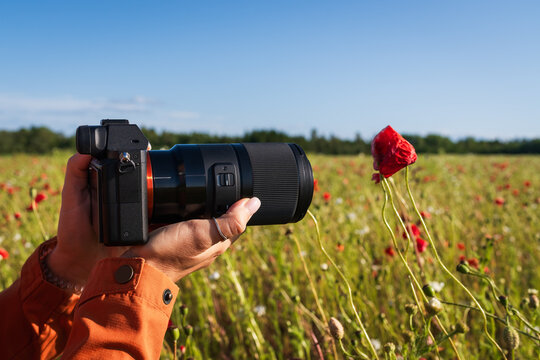 Close-up of a photographer holding a mirrorless camera with a telephoto lens, taking photos of red poppy flowers in a sunny field.