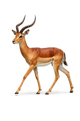Fototapeta premium deer isolated on white