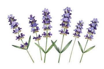 Obraz premium Purple lavender flowers in full bloom isolated