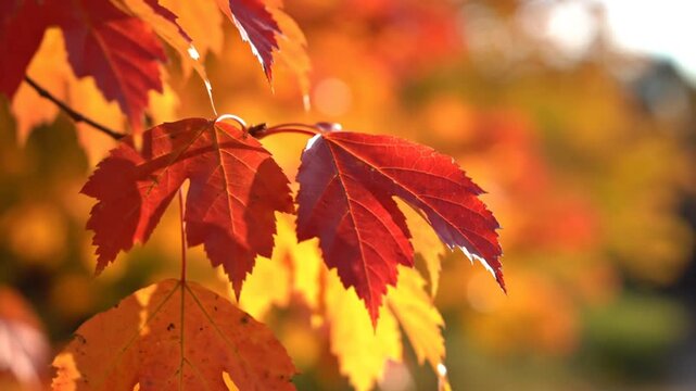 Close-up of vibrant fall foliage with red, orange, and yellow leaves. Soft focus bokeh in the background