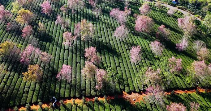 Aerial view of Cherry Blossom Scenery in Tea Garden, Da Lat, Vietnam in the morning.