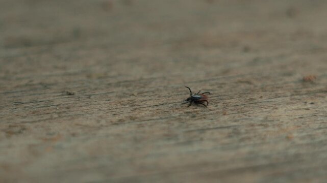 a forest tick on a wooden board