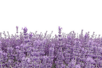 Obraz premium Close view of purple lavender plants with blooming petals.