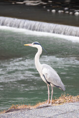 水辺に生息するアオサギ。日本の川辺の風景。
