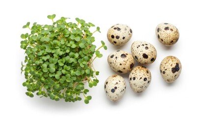 Obraz premium Fresh Microgreen Plant and Quail Eggs on White Background