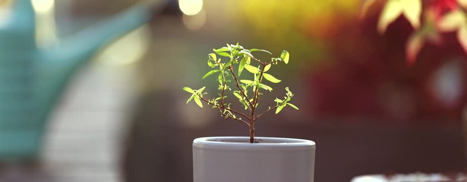 Potted Myrtle Plant on Sunny Terrace. Smooth Zoom In