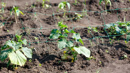 A green plant is growing in a dirt field