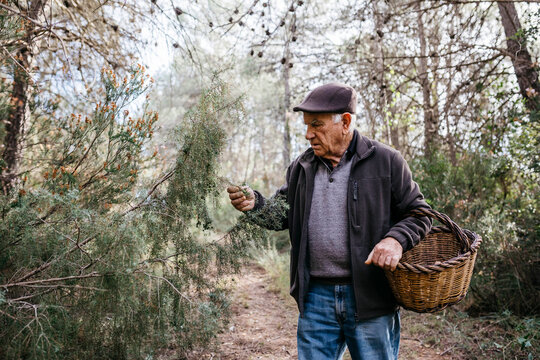Senior man with basket in the forest examining tree
