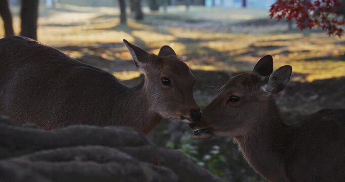 Two female deers touching faces in Japanese park, slow motion