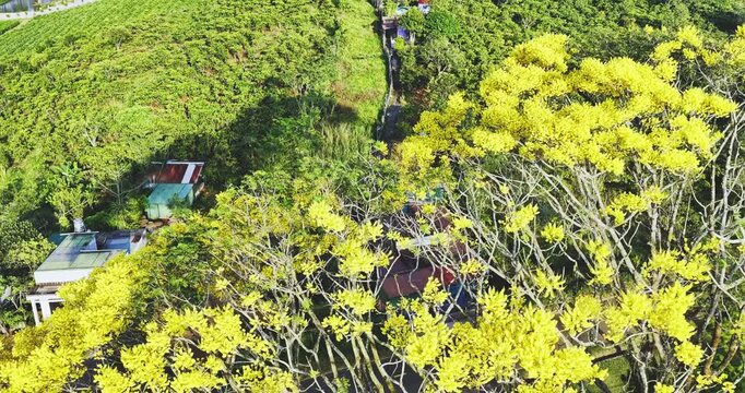 Yellow poinciana blooming brilliantly tree. The big yellow flowering tree  is native to Brazil in the southern region and is grown in Bao Loc, Vietnam.
