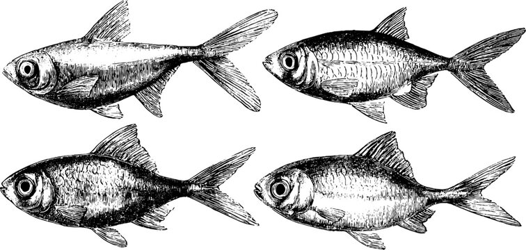 Engraved lanternfish set art - deep sea creature design for posters and labels