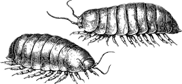 Detailed engraved illustration set of giant isopod marine creatures for retro design